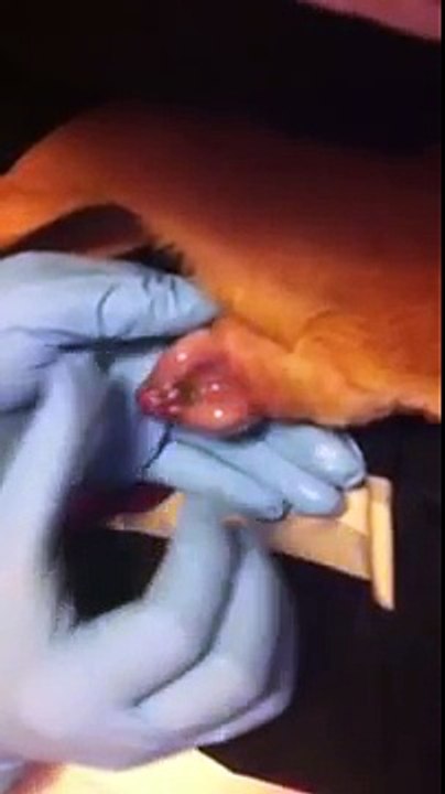 Chihuahua in labor