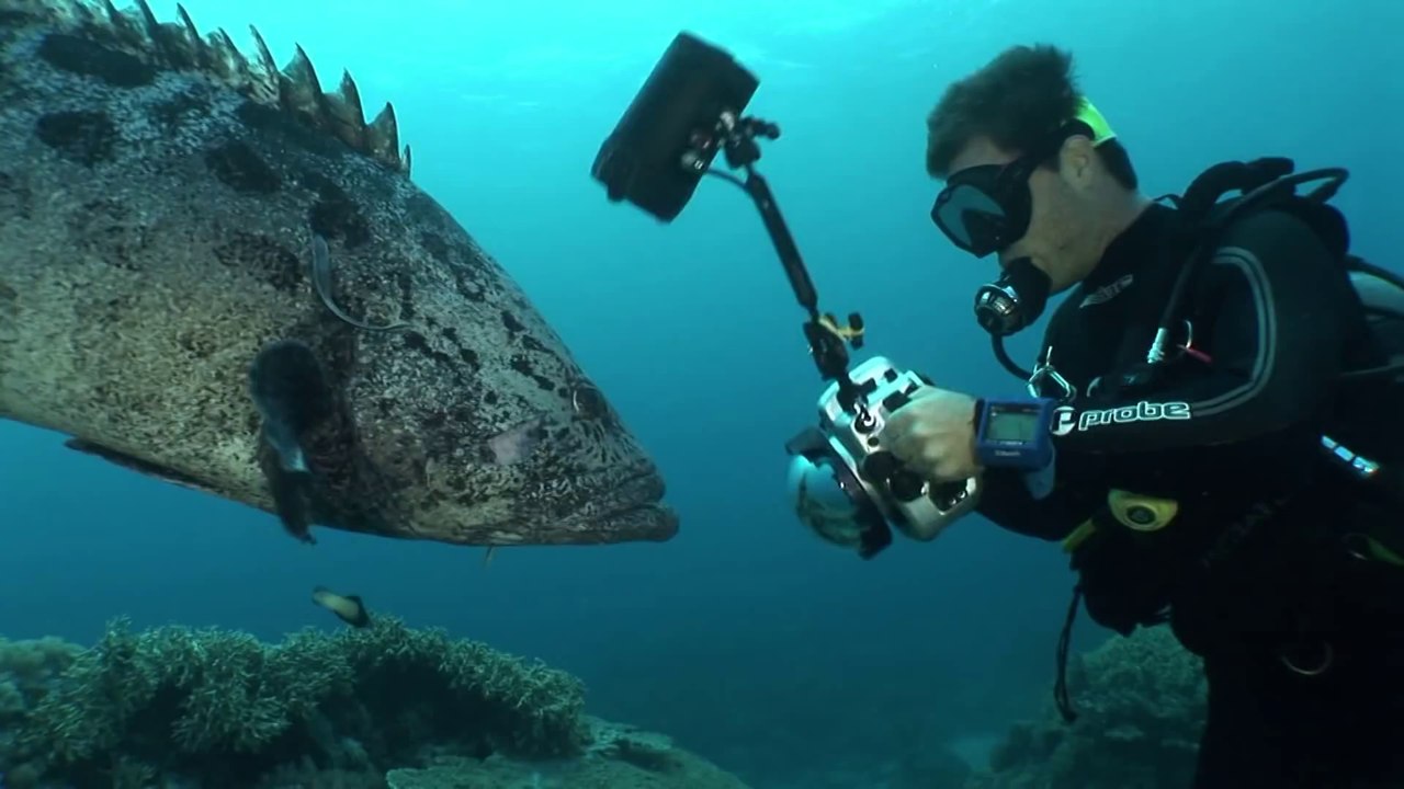 World Holiday Tour 3   Australia clip 2  Cairns and Great Barrier Reef - Australia