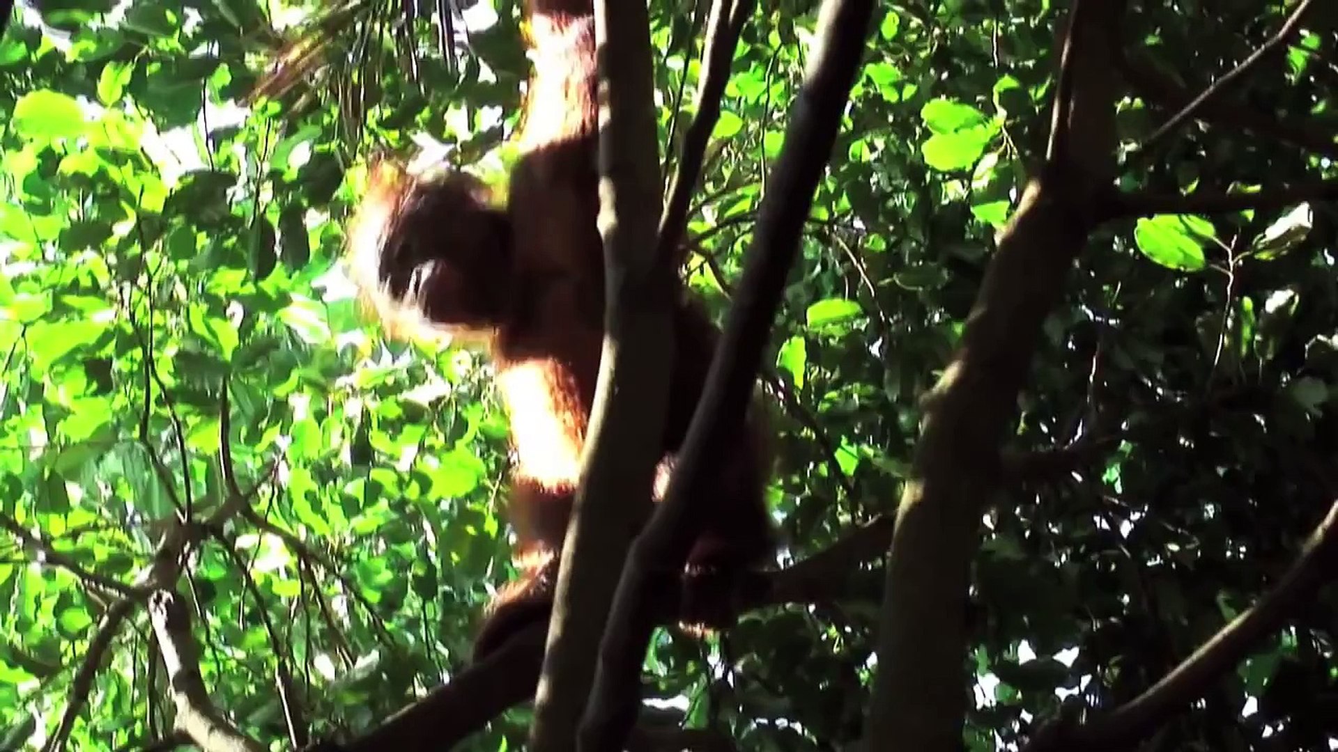 Orangutan rescue and rehabilitation project, Borneo