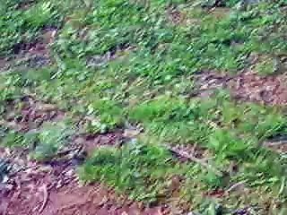 big geese and baby geese at the park.