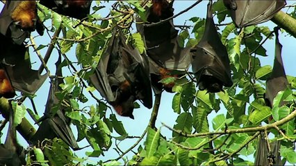 Dragones Vs Nativos. Tierra de Dragones | Naturaleza - Planet Doc