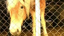 Animal Hoarding Fall im thüringischen Rittersdorf  - aktion tier findet Tierschädel und Knochen