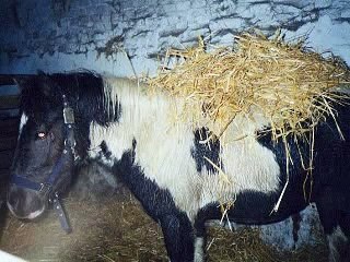 Für mein Fallada aka Falli aka Dicker