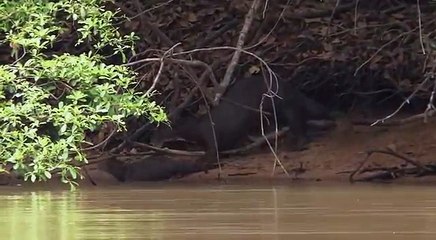 Rivers of the sun, Amazon 5-6