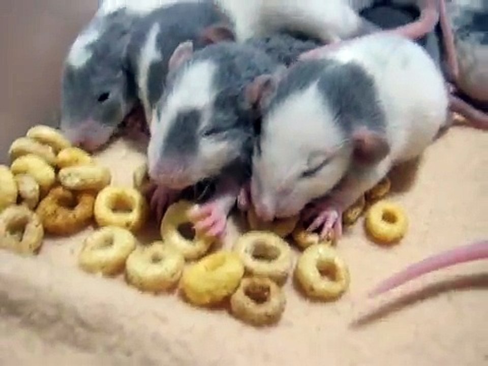 Spotty baby rats