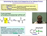 Determining the Amino Acid Composition of a Protein