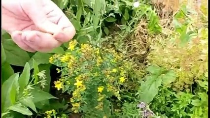 (5/5) Permakultur - eine Führung durch den Garten