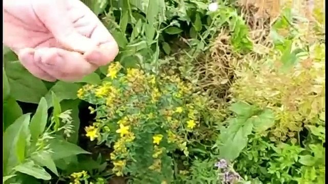(5/5) Permakultur - eine Führung durch den Garten