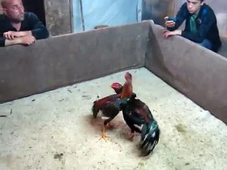 rmz hint horozu tugay ın yawru 2