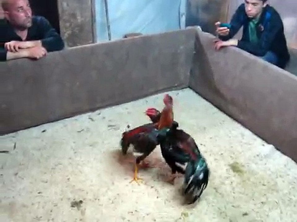 rmz hint horozu tugay ın yawru 2