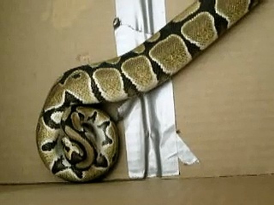 BALL PYTHON EATING 2 MICE