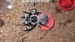 Tarantula Feeding Compilation - POWER FEEDING LIKE A BOSS!