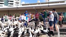 Pelican Feeding @ Charis, Surfers Paradise, Gold Coast