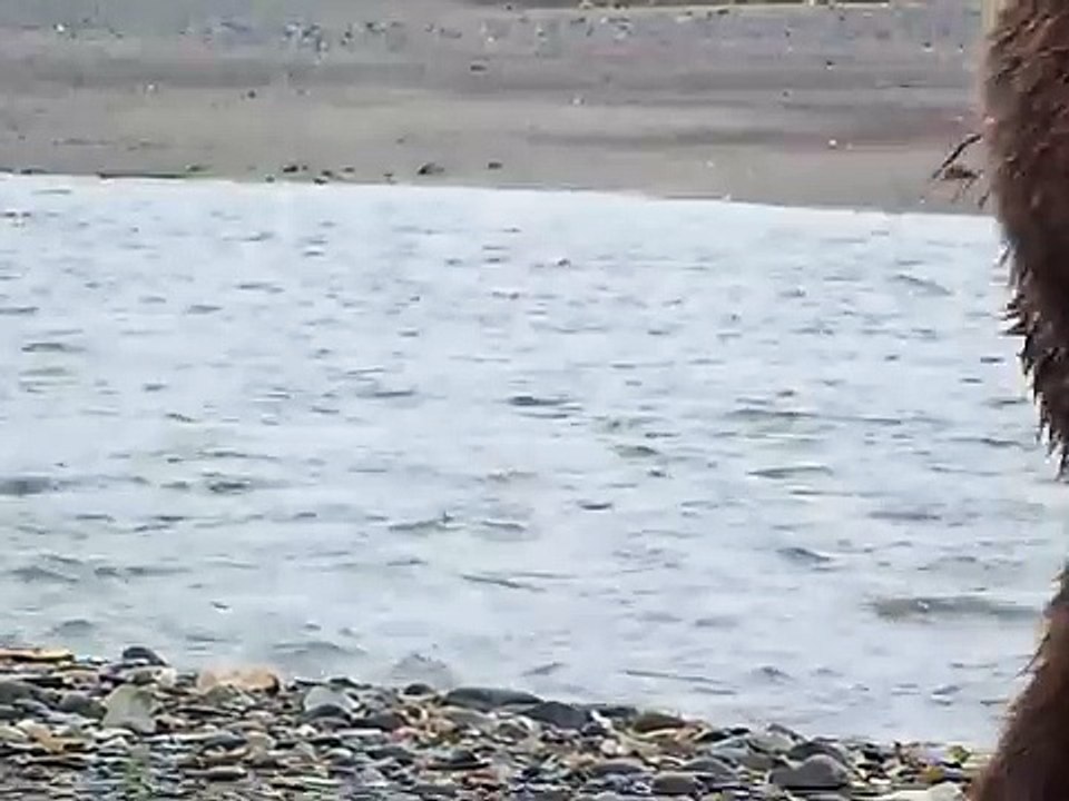 Can't believe we didn't get mauled! Close encounter by wild Grizzly bear, fearing a bear attack!