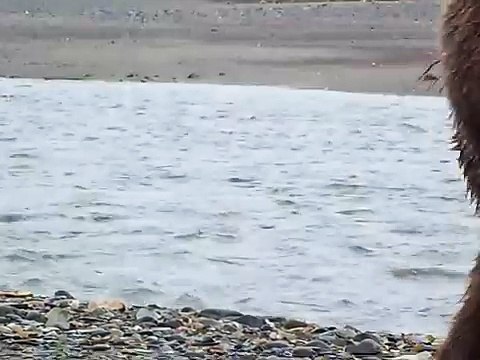 Can't believe we didn't get mauled! Close encounter by wild Grizzly bear, fearing a bear attack!