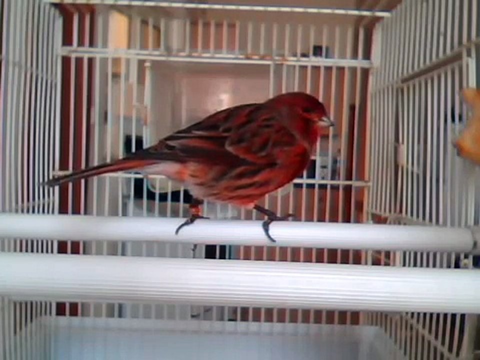 Red Bronze Non Intensive Canary sings with the wind