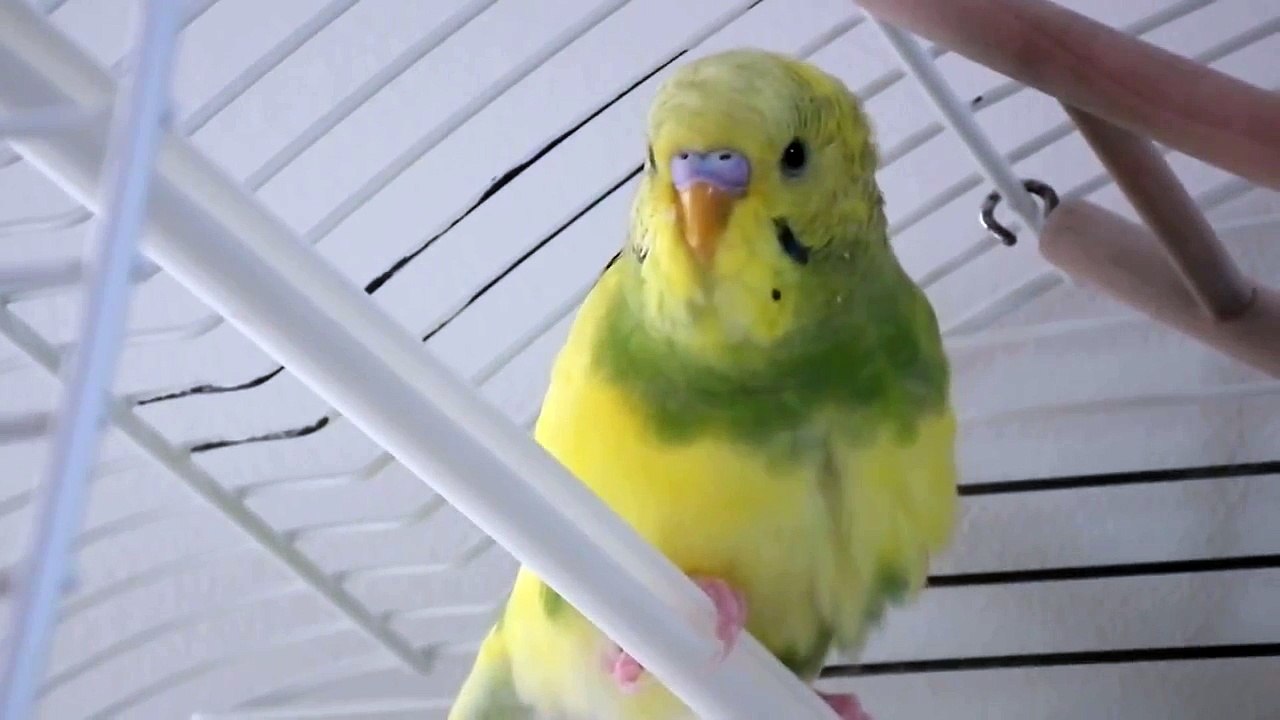 Perruche ondulée qui gazouille gentiment dans sa cage