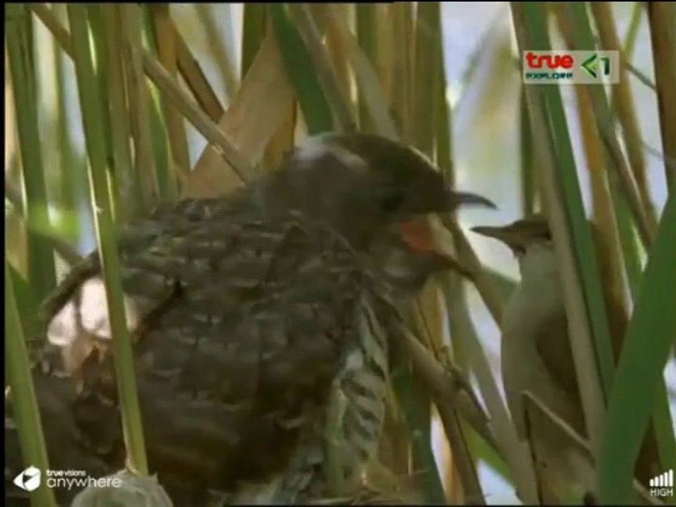 นกคัคคู Natural World Cuckoo