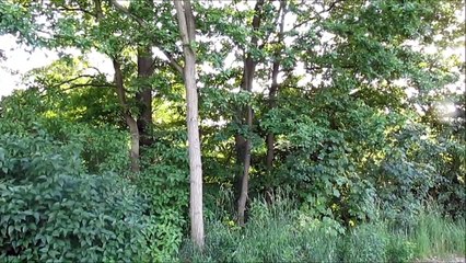 "Der Gesang einer Nachtigall am Abend"- Ein Video von Wolfgang Schmökel