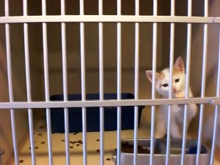 Découvrez ce chaton en train d'adopter un humain.