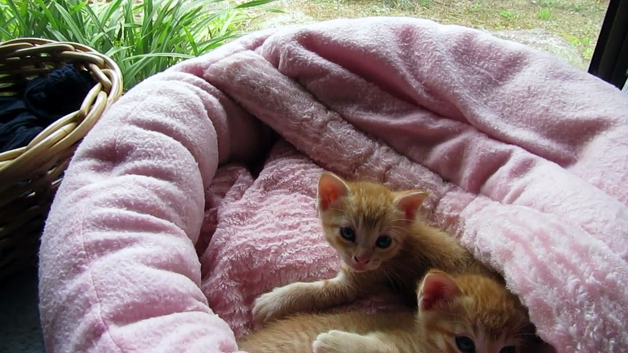 りりときなことさくら　子猫　母屋の廊下にお引っ越し　kitten