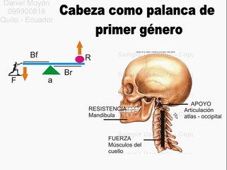 palancas en el cuerpo humano.avi