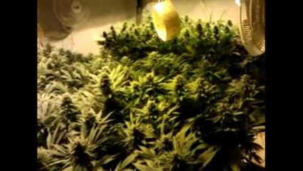 AFGHAN Indoor medical marijuana