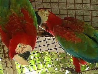 Red-and-green Macaw
