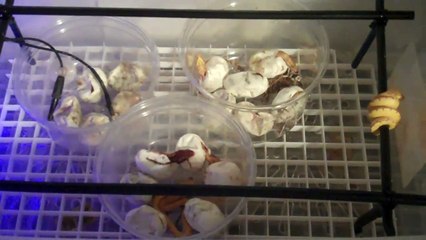 Green tree python babies are here!!!