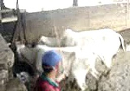 IATF - Vacas paridas com cria ao pé