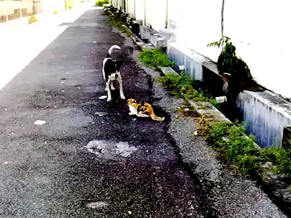 Run cat run!