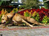 American Pit Bull Terrier  KENNEL 