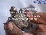 Hatching of Olive Ridley Turtles