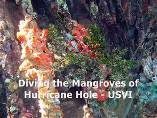 Freediving the Mangroves of St. John, USVI
