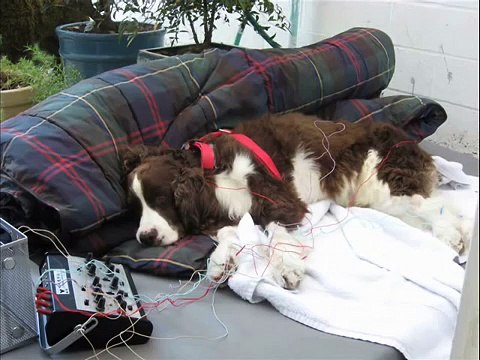 La rééducation de Sammi, le chien paralysé