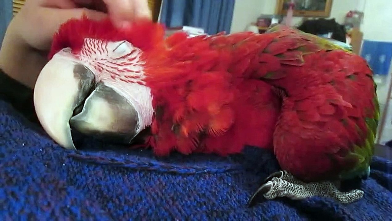 Coco, le perroquet, est un grand fan de calin ! Clique sur j'aime pour lui en donner 1 gratuit !