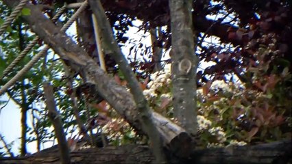 Lemur catta - Linnaeus, 1758 HD - ou Maki catta - Parc Zoologique de Paris - 04/2014