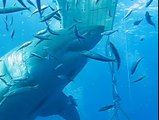Deep Blue, le plus grands requins blancs jamais filmé