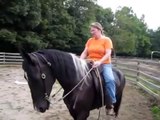 Tennessee Walking Horse / Spotted Saddle Horse Gaits