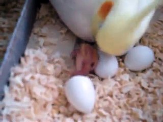 Calopsitas e seu filhote nascendo