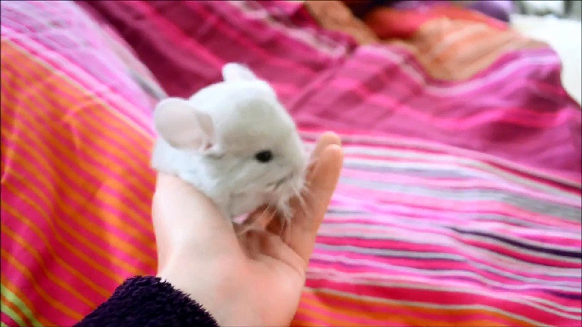 Bebe Chinchilla Femelle Blond Doli Video Dailymotion