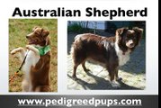 Australian Shepherd puppies - Australian Shepherd Dog Breed Information