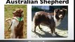 Australian Shepherd puppies - Australian Shepherd Dog Breed Information