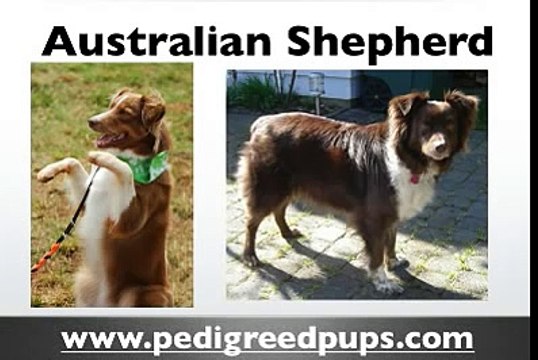 Australian Shepherd puppies - Australian Shepherd Dog Breed Information