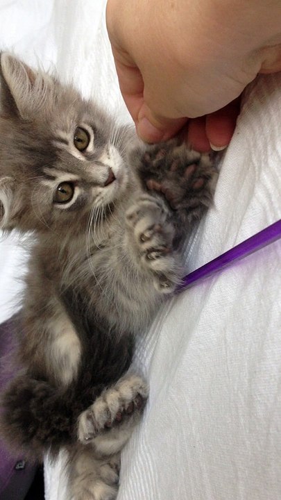 Lili maine coon