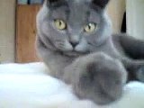 Wafer Blue British Shorthair Cat Being Annoyed