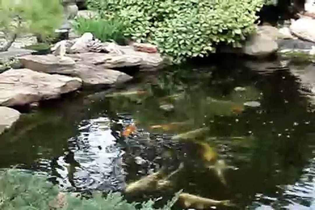 Tai Chi Pond ( Koi Pond )
