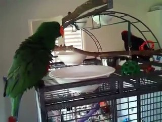 Gimli's first bath, an eclectus parrot