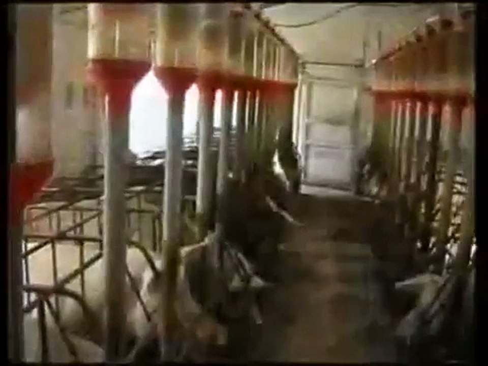 Granja de cerdos
