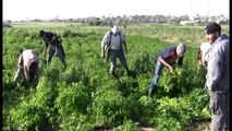 Israeli Soldiers Shooting at Farmers in Abassan Jedida